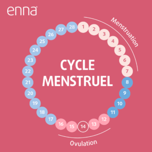 phases du cycle menstruel 