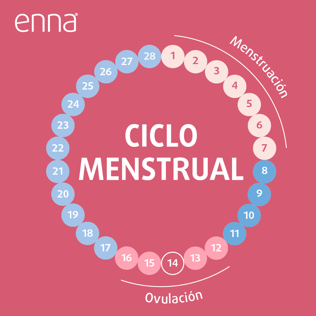 ¿cuáles Son Las Fases Del Ciclo Menstrual Enna Womenemk 3171